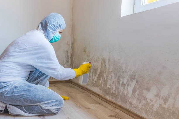 Licensed Commercial Mold Remediation service in South Fork, PA - WQB Mold Removal